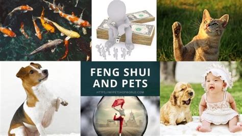 midas mascot|Lucky Feng Shui Pet Recommendations .